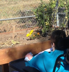 Checking out the cherry tomatoes and marigolds