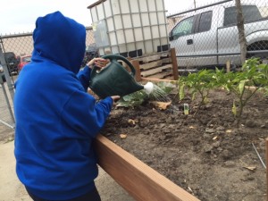 Watering cabbage and peppers. The water tank in the background was donated.